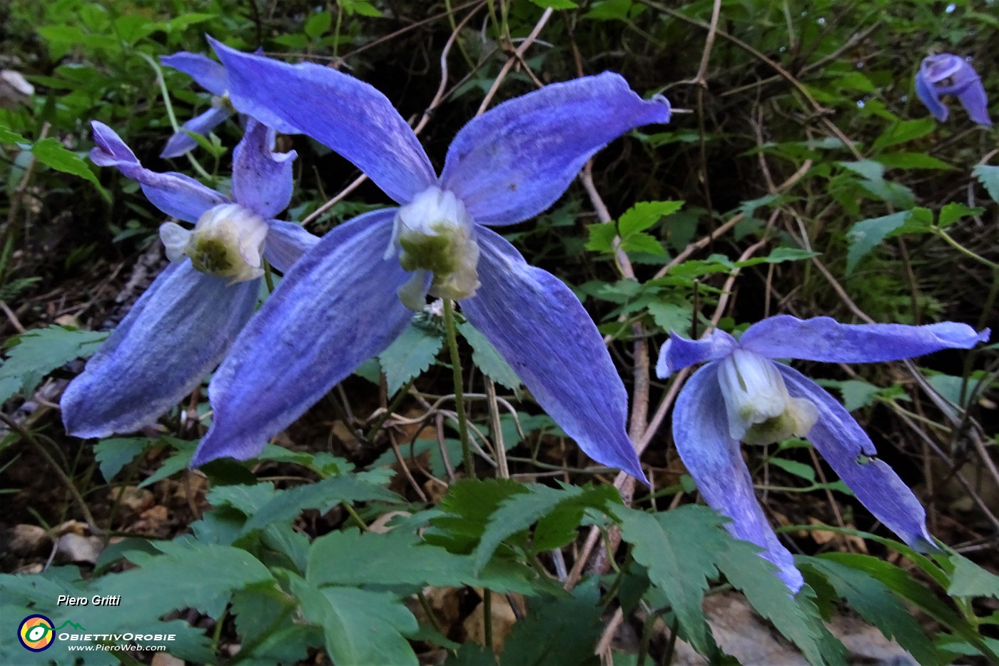 90 Fiori di Clematide alpina (Clematis alpina).JPG